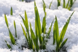 A’SPIK Group змінює технологію вирощування озимої пшениці