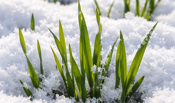 A’SPIK Group змінює технологію вирощування озимої пшениці