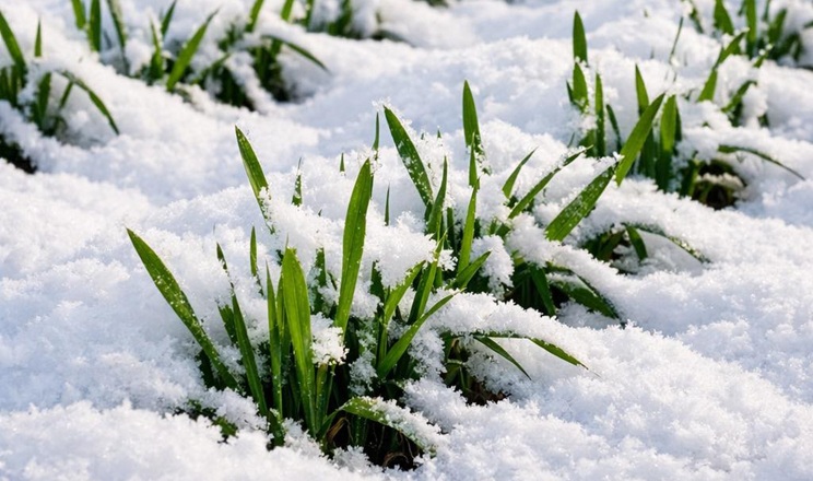 Шар пухкого снігу на Черкащині захищає озимі від морозів