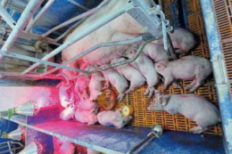 «Барком» отримав у 2025 році дещо меншу вагу поросят при відлученні