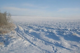 Умови для успішної перезимівлі озимих наразі цілком задовільні