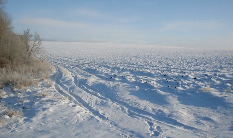 Умови для успішної перезимівлі озимих наразі цілком задовільні