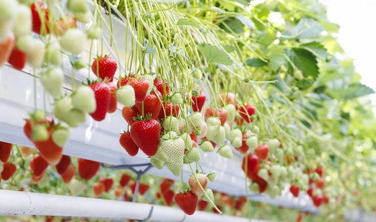 Bayer представив перший свій сорт тепличної полуниці – Baya Solara