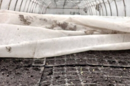 ПАЕК розпочала посів ультраранньої капусти&nbsp;