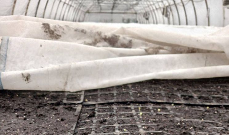 ПАЕК розпочала посів ультраранньої капусти&nbsp;