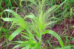 Серйозну проблему для посівів кукурудзи на Чернігівщині становлять просо волосоподібне та амброзія