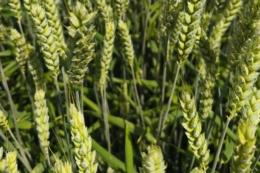 Урожайність пшениці в Північному кластері «Епіцентр Агро» перевищила планову