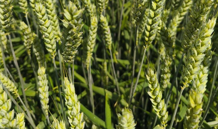 Урожайність пшениці в Північному кластері «Епіцентр Агро» перевищила планову