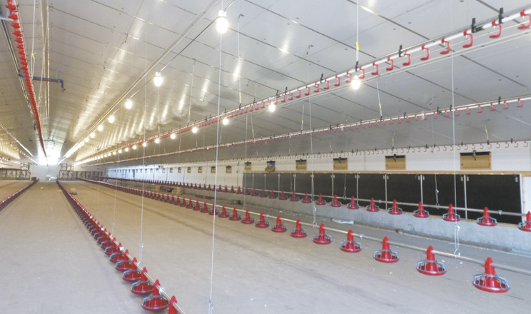 Зимові виклики для пташника