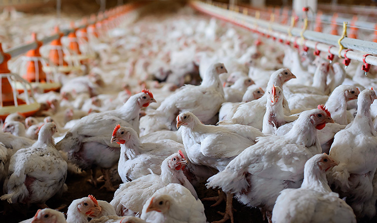 Перевірений пробіотик