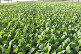 На Закарпатті вже готуються висаджувати ранню капусту&nbsp;