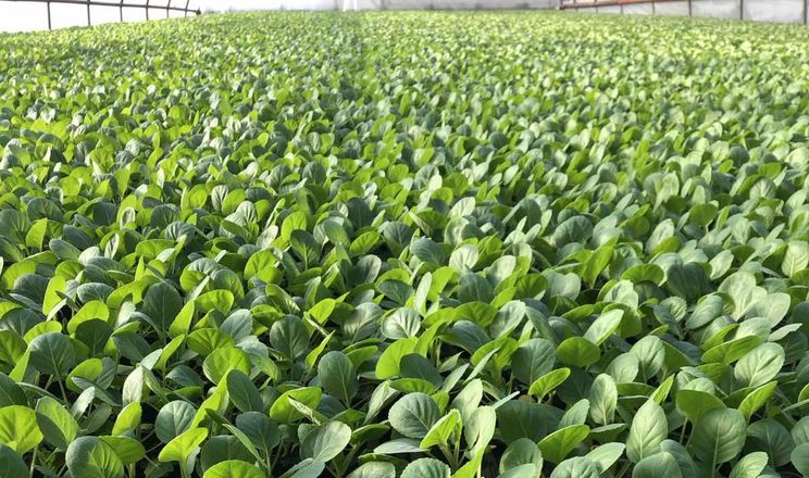 На Закарпатті вже готуються висаджувати ранню капусту&nbsp;