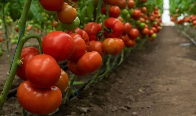 Rijk Zwaan представив нові гібриди томатів на ринку України