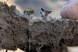 Яка роль ріпаку озимого в сучасних сівозмінах  – науковці