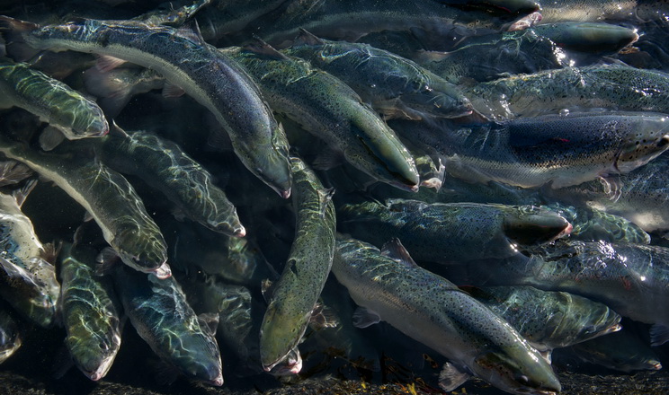 11 лютого у Львові відбудеться практичний форум «Аквакультура по-українськи: лососеві, осетрові, ракоподібні»