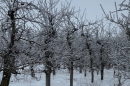 Фермер з Вінниччини порадив, як захистити та відновити сад після обледеніння