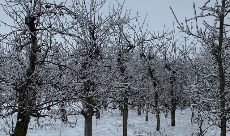 Фермер з Вінниччини порадив, як захистити та відновити сад після обледеніння