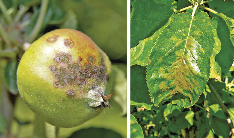 На захисті саду