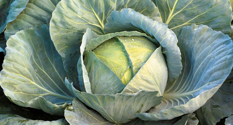 Гібриди формують ринок