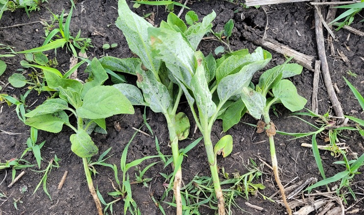 Як зменшити втрати врожаю соняшнику через склеротиніоз