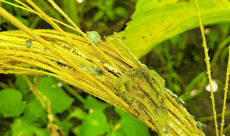 Несправжня борошниста роса соняшнику є одним із супутніх чинників розвитку склеротиній – фахівець