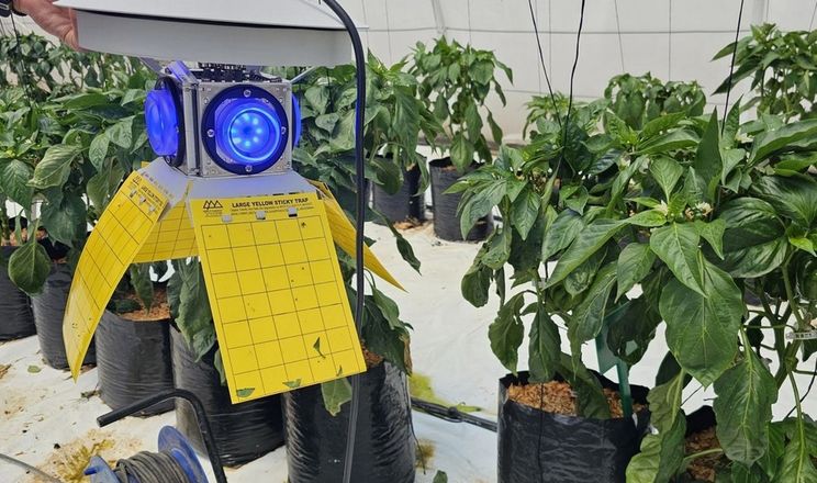 Світлові пастки ефективніше за колір приваблюють трипсів у теплицях