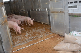 У 2025 році Україна придбала за кордоном на 2,1% більше живих свиней
