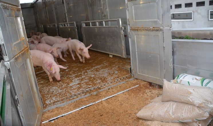 У 2025 році Україна придбала за кордоном на 2,1% більше живих свиней