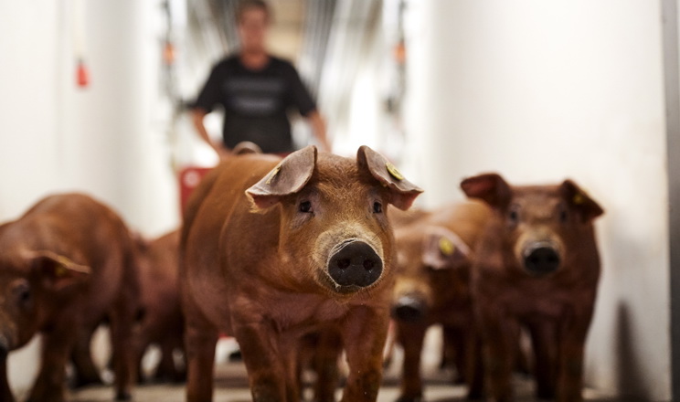 DanBred разом із Vilomix виводять генетику свиней в Україні на новий рівень