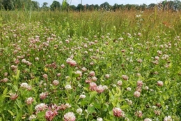 Прикарпатське господарство вирощує цибулю у сівозміні з сидератами