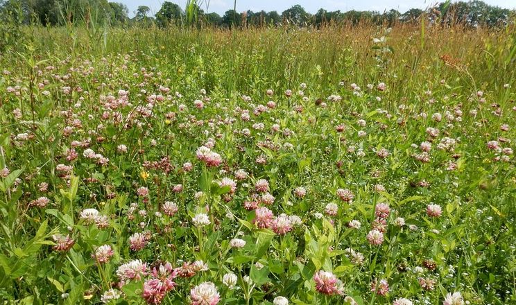 Прикарпатське господарство вирощує цибулю у сівозміні з сидератами