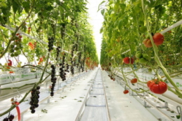 Syngenta використовує ШІ та роботів для селекції нових томатів