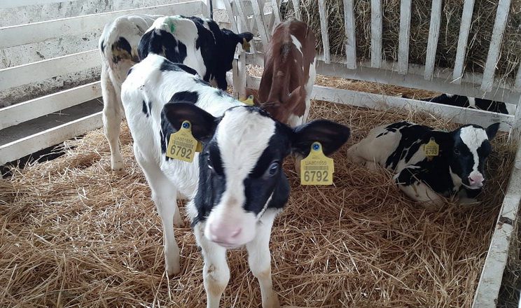 Від 1 січня набули чинності нові вимоги до благополуччя сільгосптварин