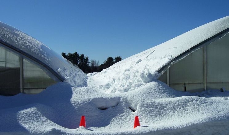 Українські аграрії рятують теплиці від руйнування через снігопади