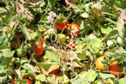 В Італії за допомогою геномного редагування створили томат, стійкий до оробанки