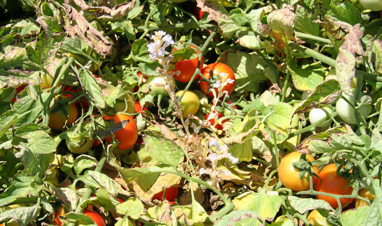 В Італії за допомогою геномного редагування створили томат, стійкий до оробанки
