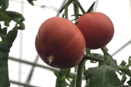 У Хмельницькому створять робота для діагностики хвороб рослин