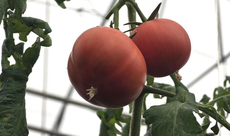 У Хмельницькому створять робота для діагностики хвороб рослин