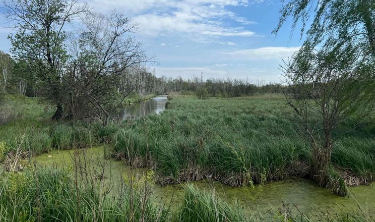 Україна запроваджує особливий правовий режим для захисту торфовищ