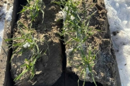 Пройшов перший етап відбору монолітів озимих культур для оцінки їхнього стану