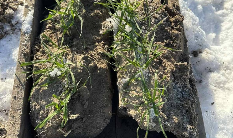 Пройшов перший етап відбору монолітів озимих культур для оцінки їхнього стану