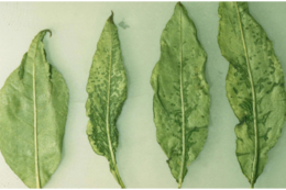 Черешню, заражену у перші роки після закладки, слід видалити у той же сезон