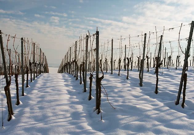 На Дніпропетровщині поступове похолодання загартовує виноградники