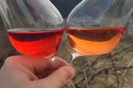 Виноробня на Львівщині планує значно збільшити виноградники