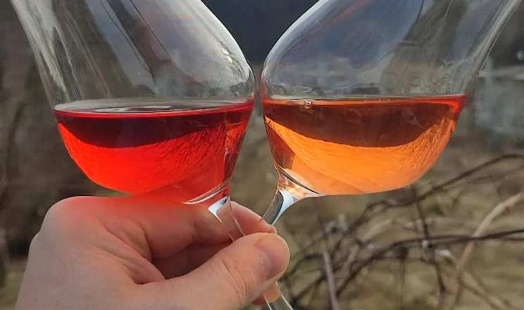 Виноробня на Львівщині планує значно збільшити виноградники