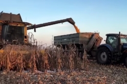 Обмолот кукурудзи триває в ІМК