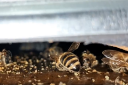 Промислова пасіка накопичує аналітику для планування майбутніх сезонів