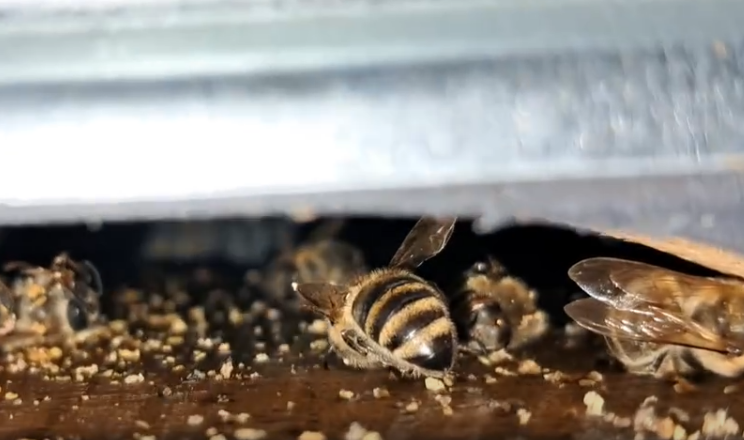 Промислова пасіка накопичує аналітику для планування майбутніх сезонів