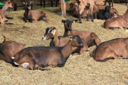 Цинк дають козам і вівцям до та після окоту