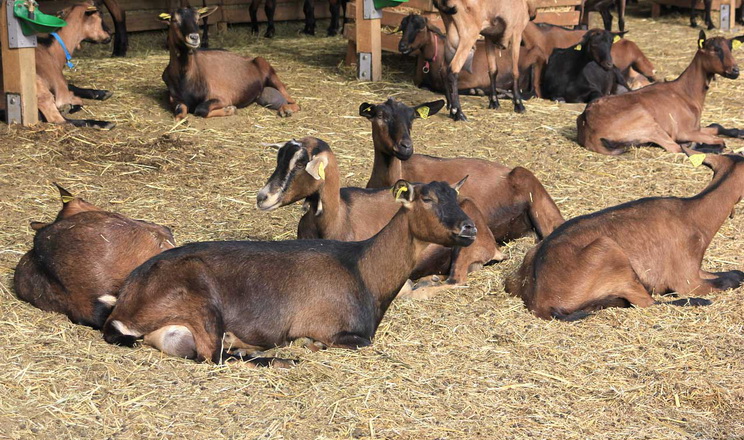 Цинк дають козам і вівцям до та після окоту
